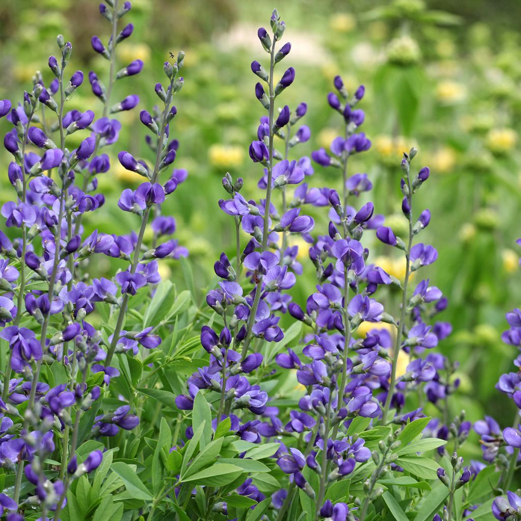 Baptisia australis