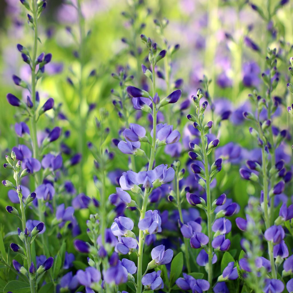 Baptisia australis
