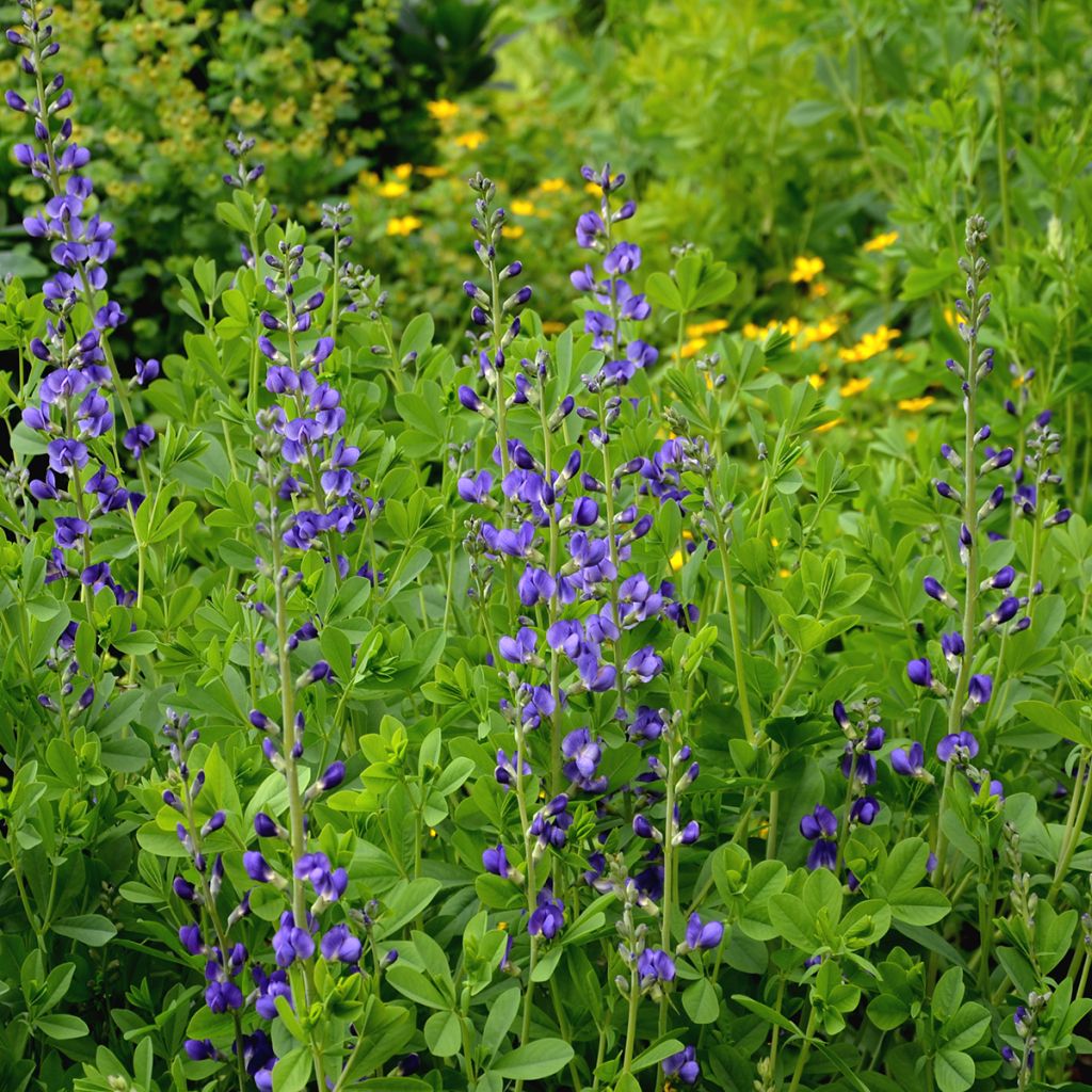Baptisia australis