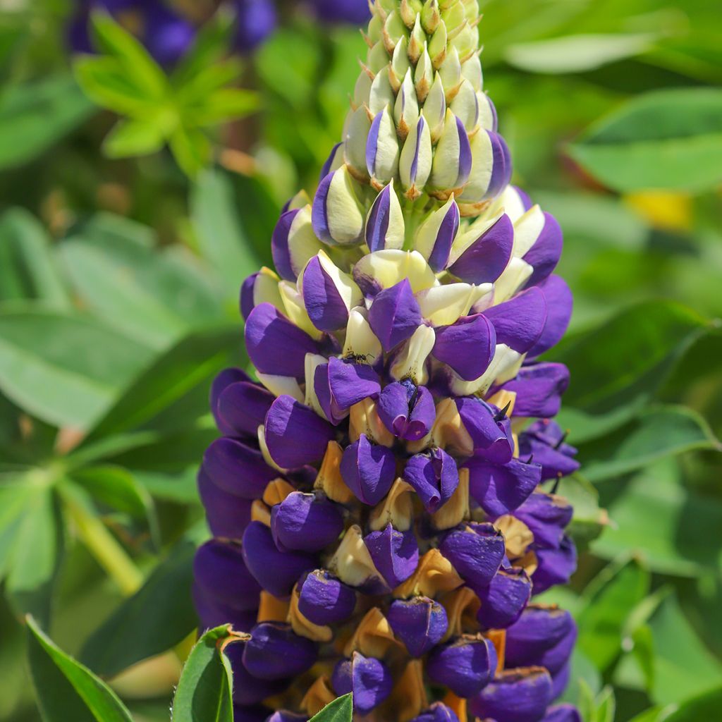 Lupinus Gallery Bicolor Yellow and Blue
