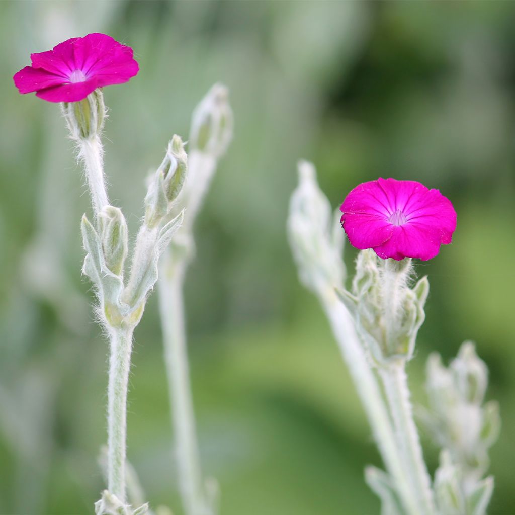 Lychnis coronaria