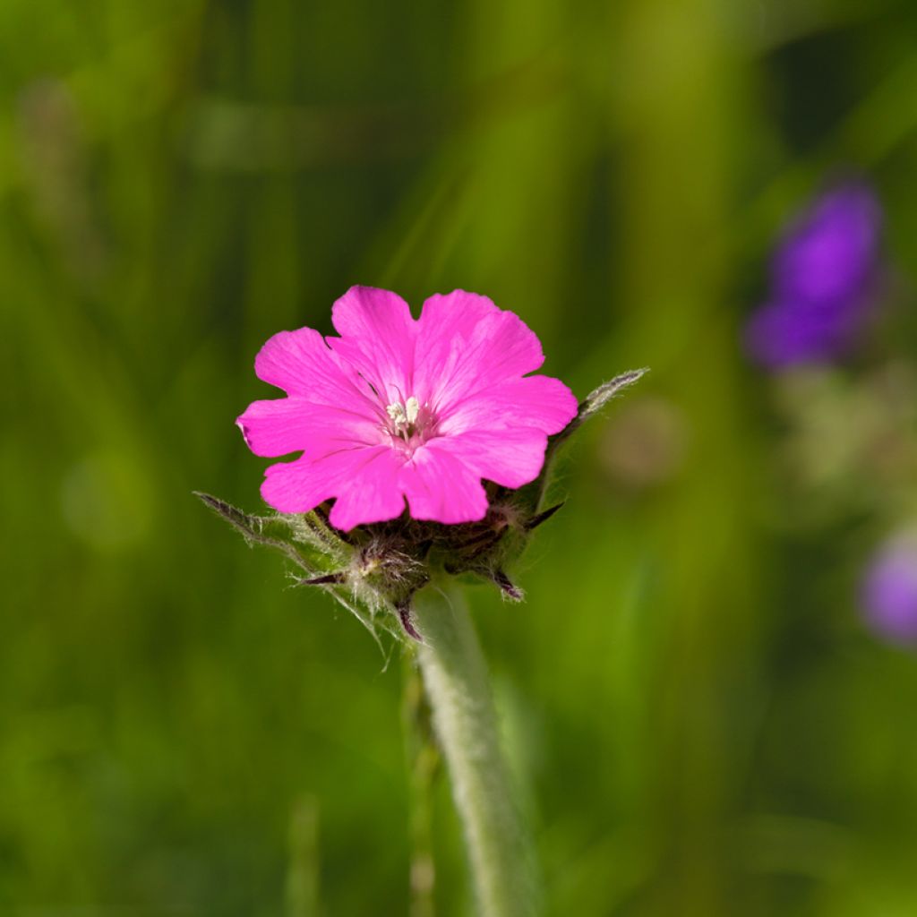 Lychnis flos-jovis - Flor-de-júpiter