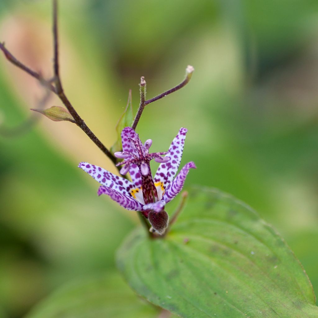 Tricyrtis formosana Pink Freckles