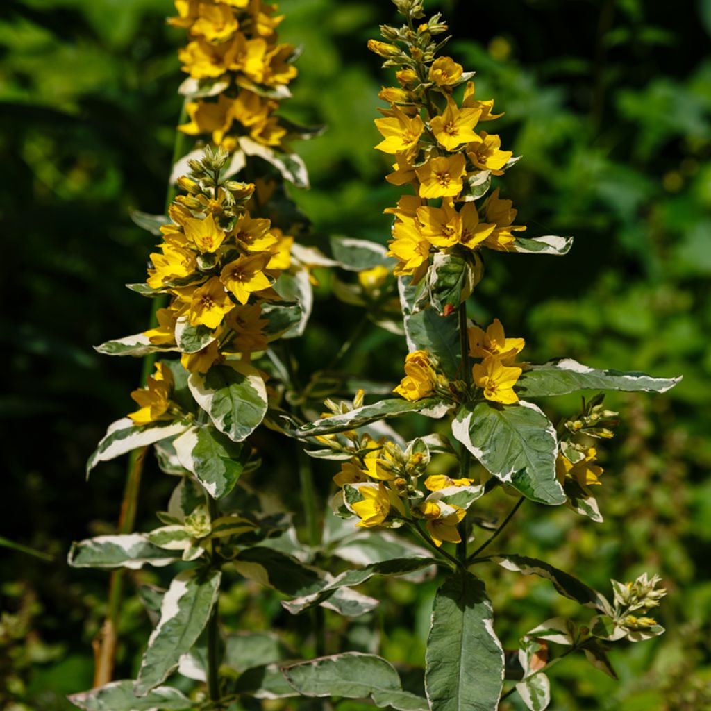 Lysimachia punctata Variegata