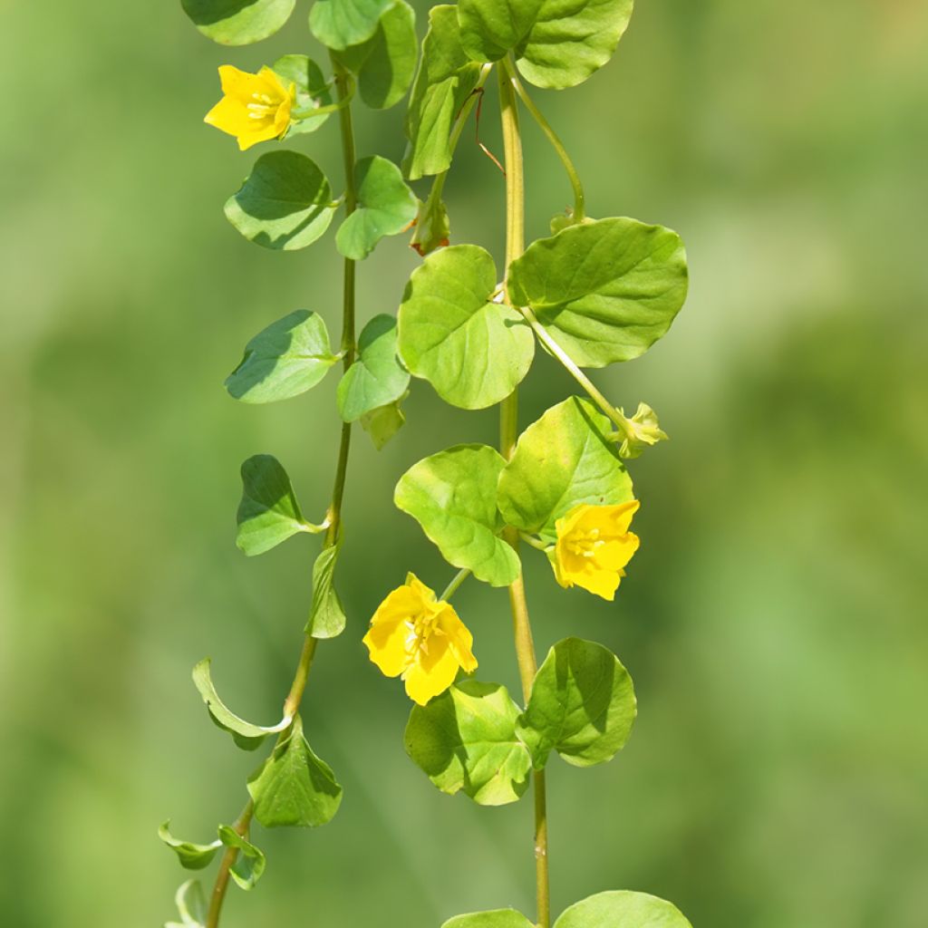 Lysimachia nummularia
