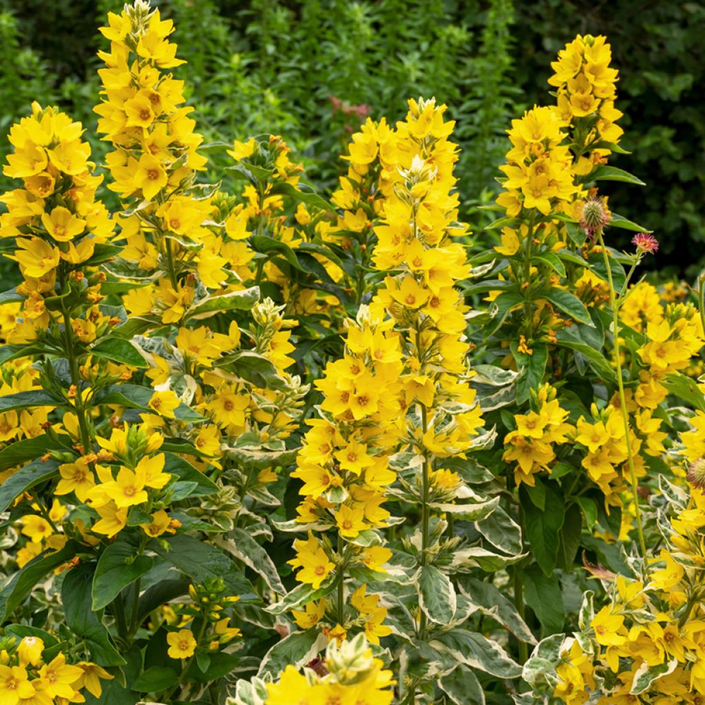 Lysimachia punctata Alexander