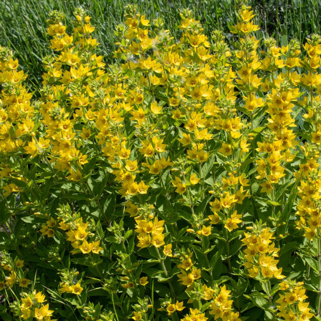 Lysimachia punctata
