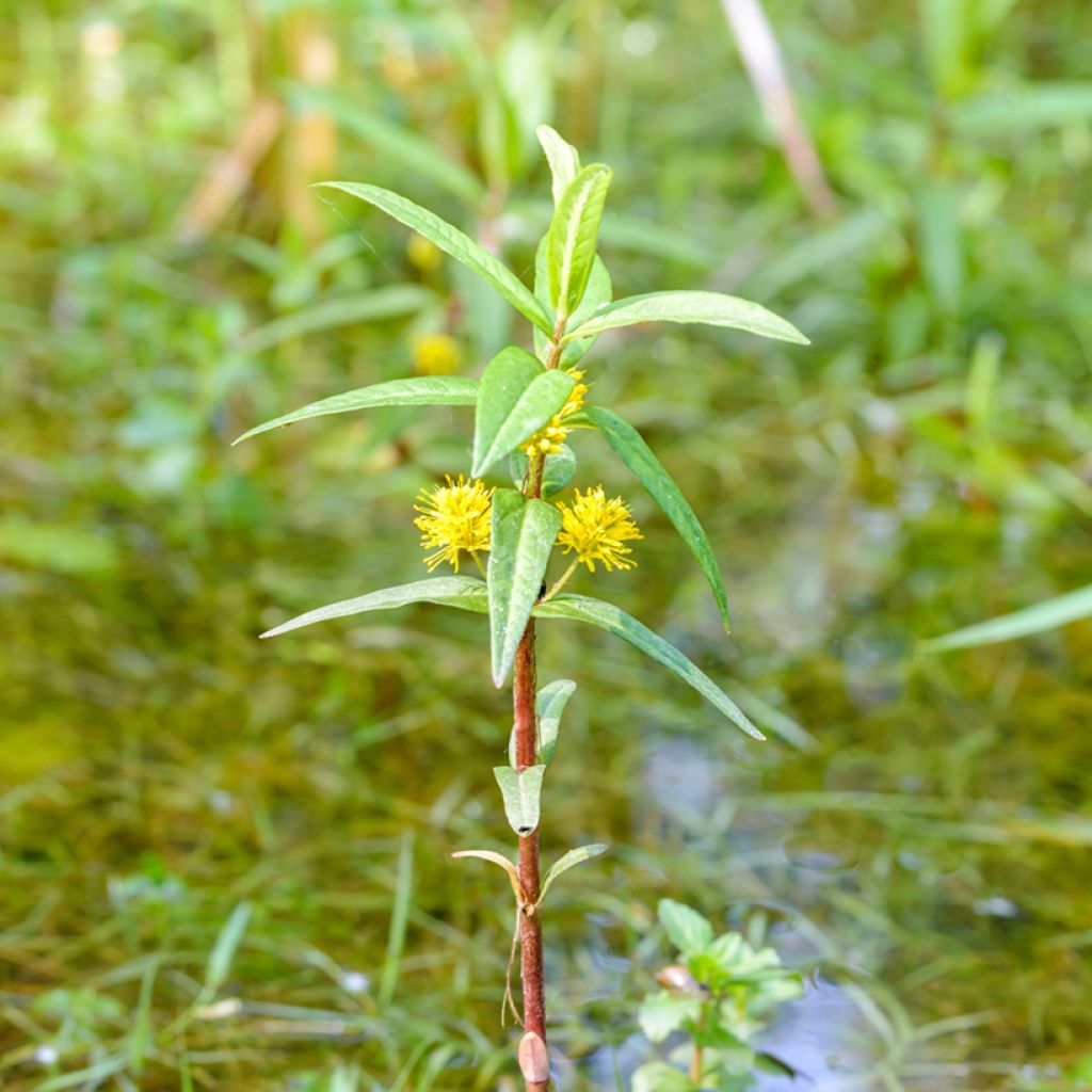 Lysimachia thyrsiflora