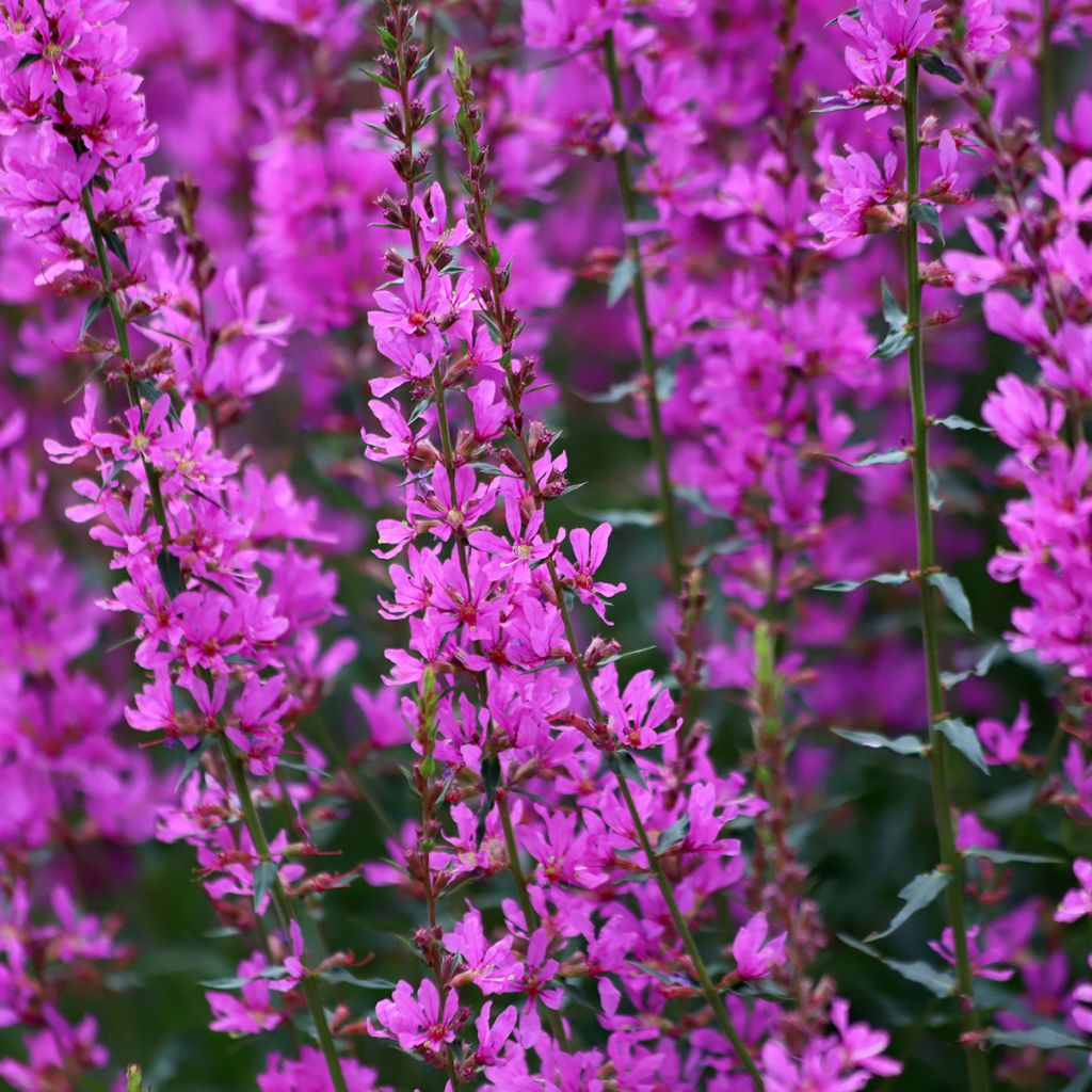 Lythrum Pink Promenade - Salgueirinha