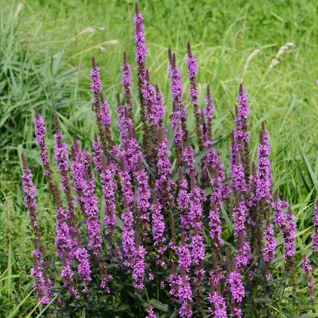 Lythrum Luminara Lilac - Salgueirinha