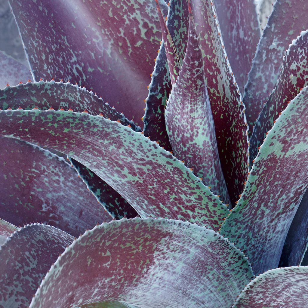 Agave undulata Purple Passion