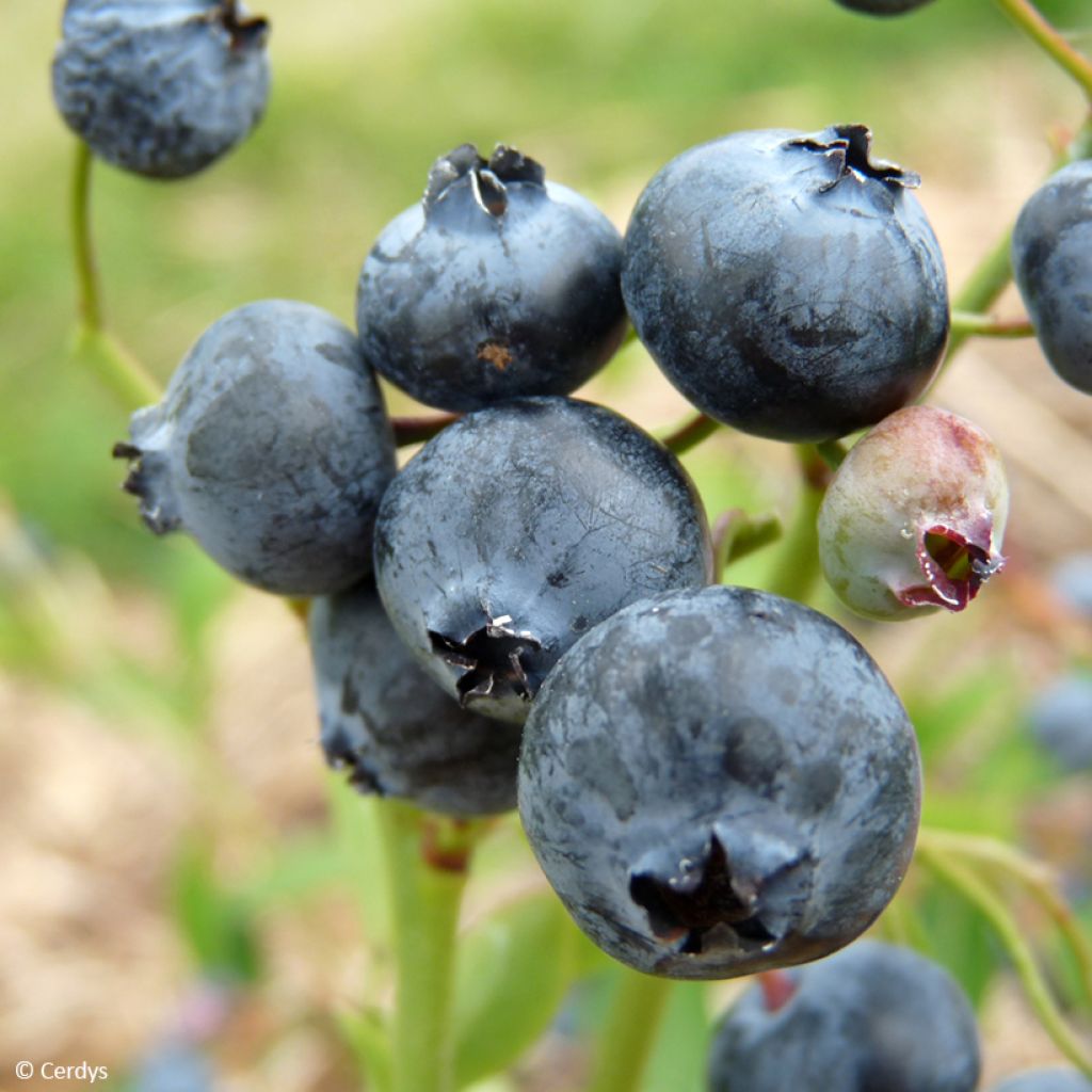 Mirtileiro Hortblue Poppins - Vaccinium corymbosum