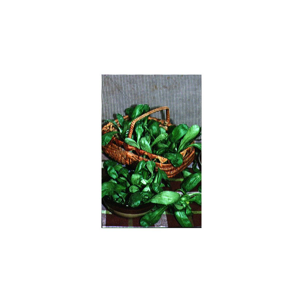 Mâche Verte à Coeur Plein