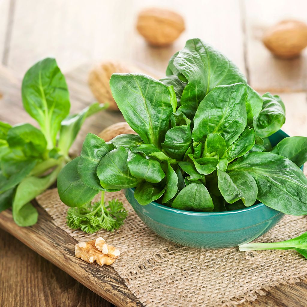 Canónigos Verde de Cambrai Vilmorin - Alface-da terra