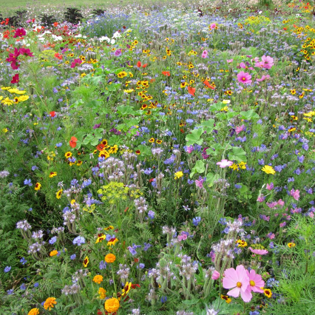 Mélange pour attirer les pollinisateurs