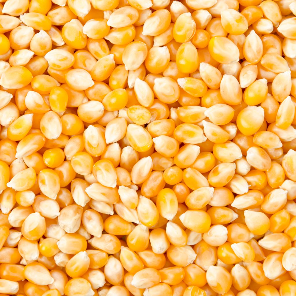 Milho para Pipocas Plomyk