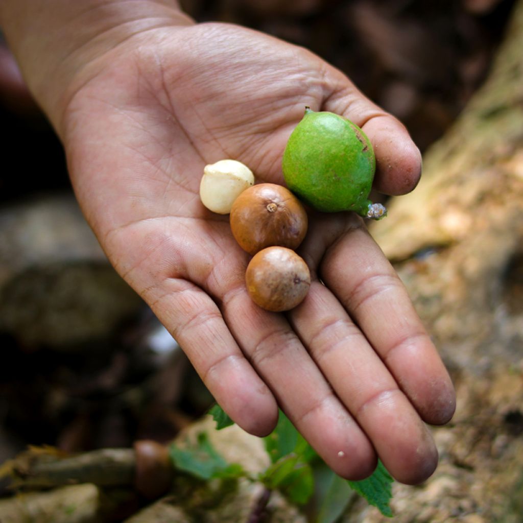 Macadâmia integrifolia