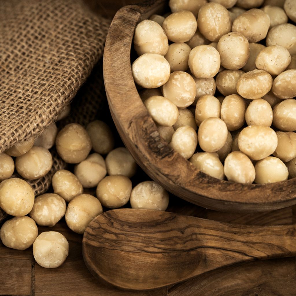 Macadâmia integrifolia