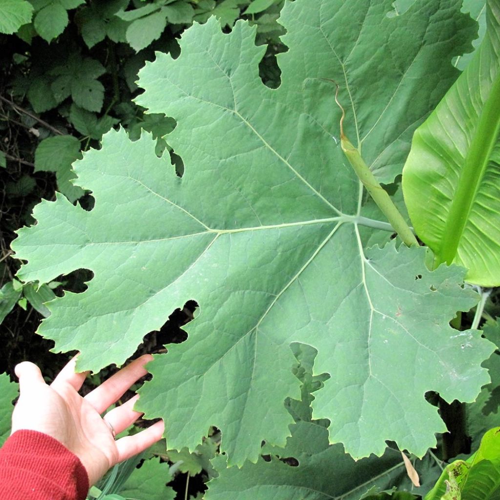 Bocconie cordée Flamingo - Macleaya cordata
