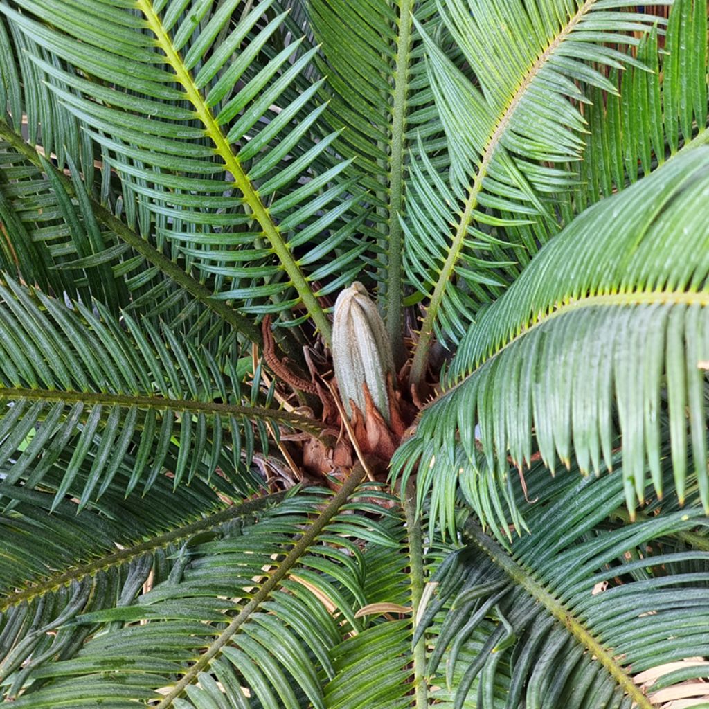 Macrozamia moorei