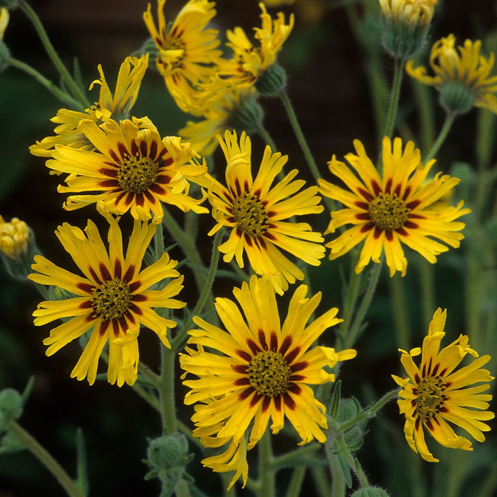 Madia elegans Tropical Fruits em sementes