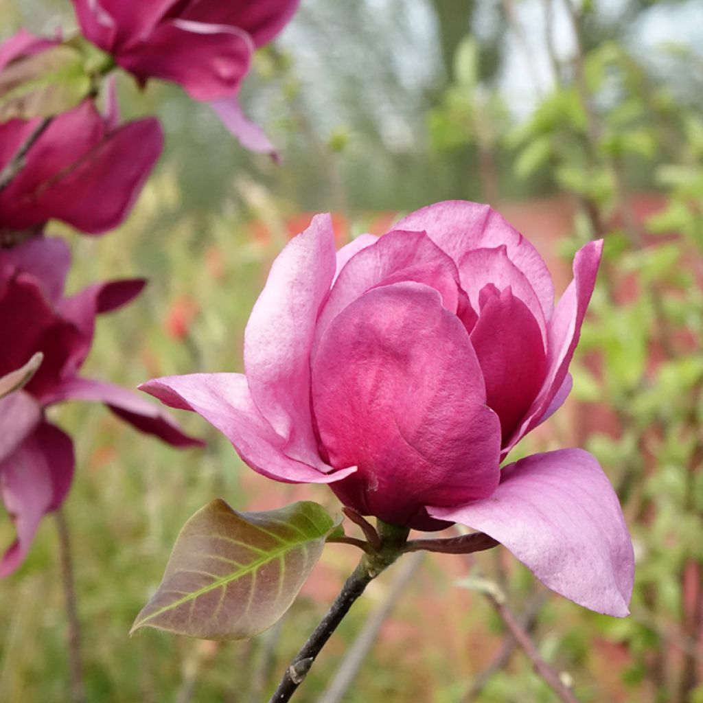 Magnolia soulangeana Emperor
