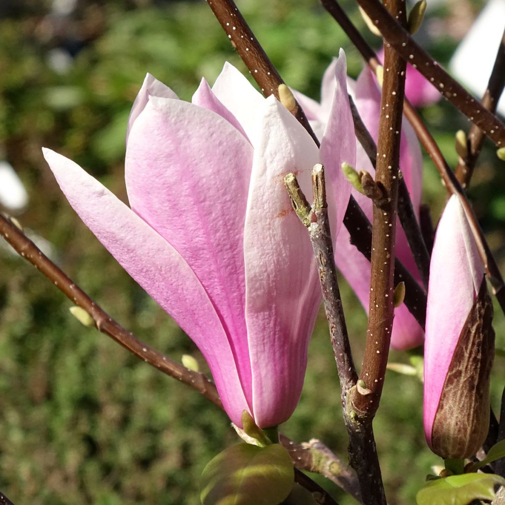 Magnolia soulangeana Andre Leroy