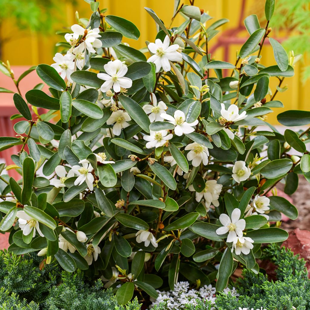 Magnolia laevifolia Miniatura