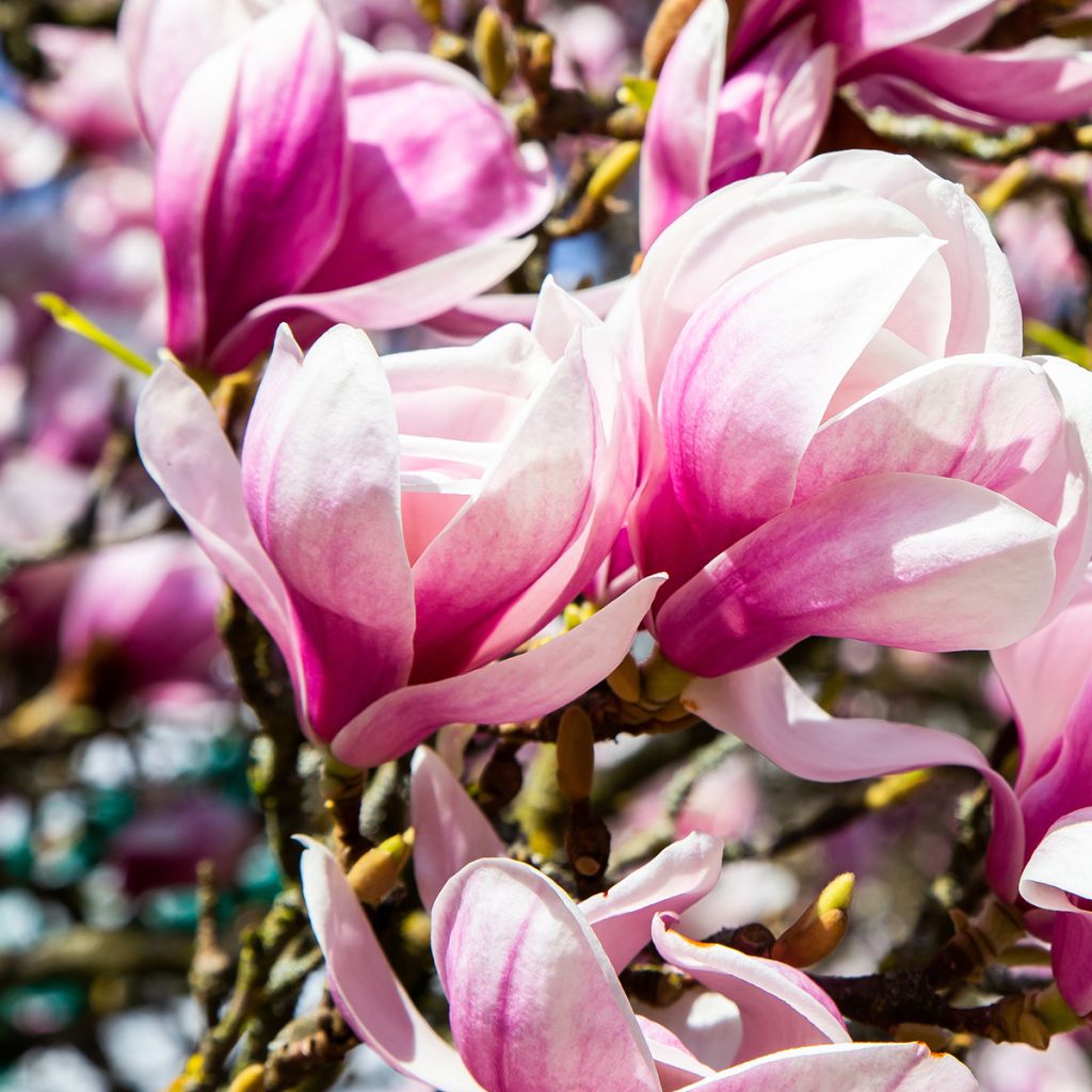 Magnolia soulangeana