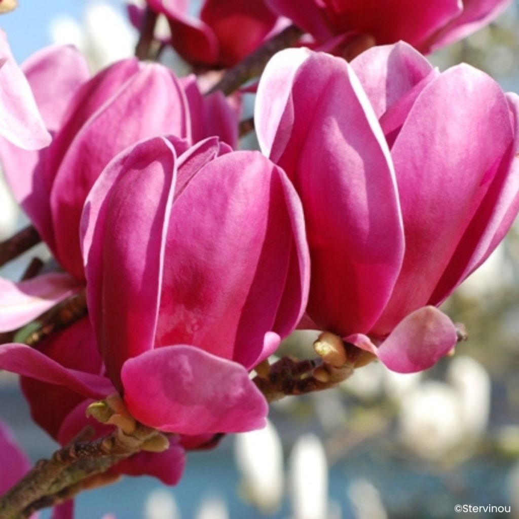 Magnolia denudata Shirazz
