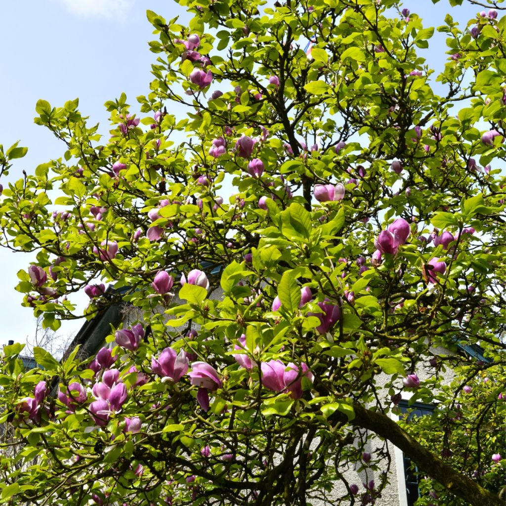 Magnolia denudata Shirazz