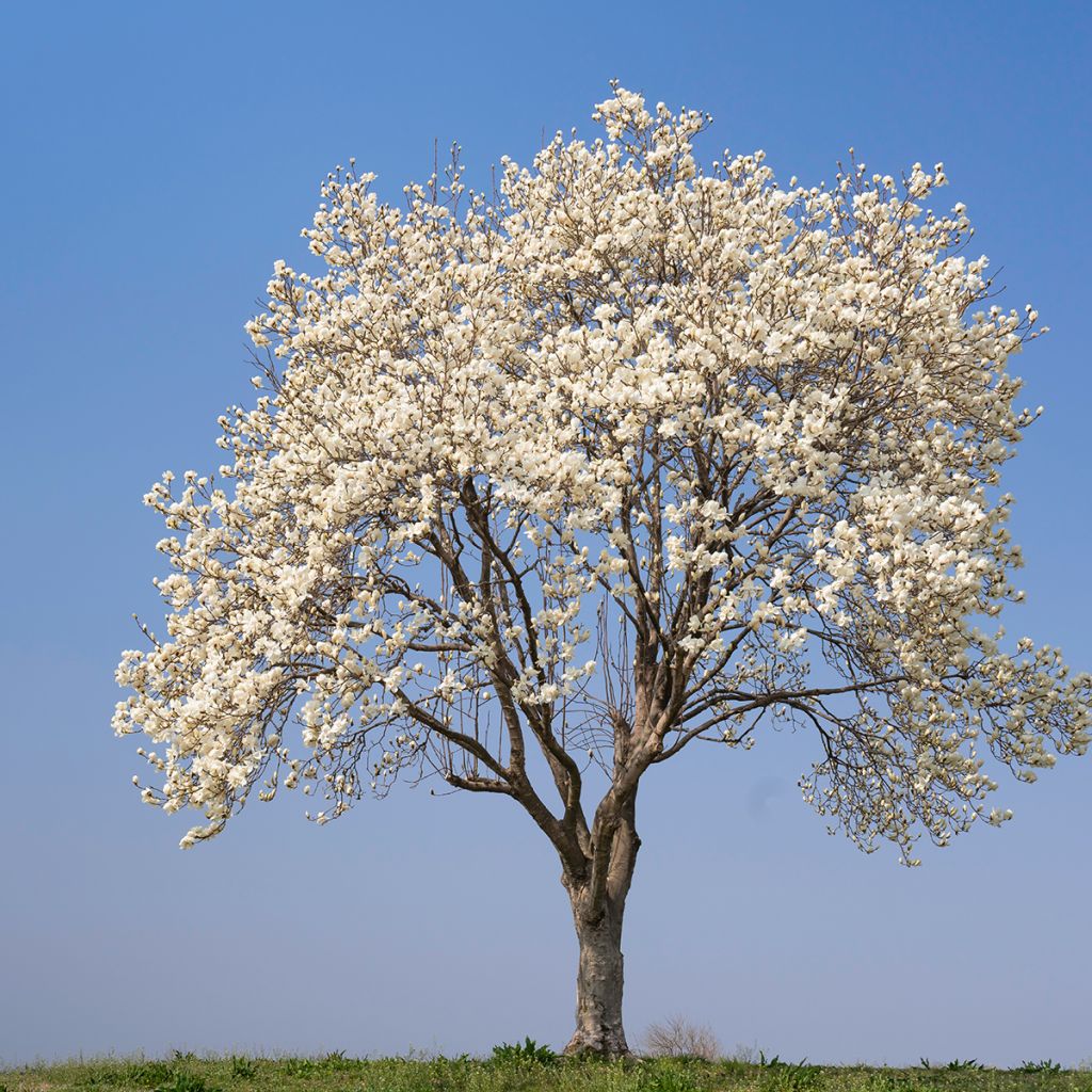 Graines de Magnolia kobus