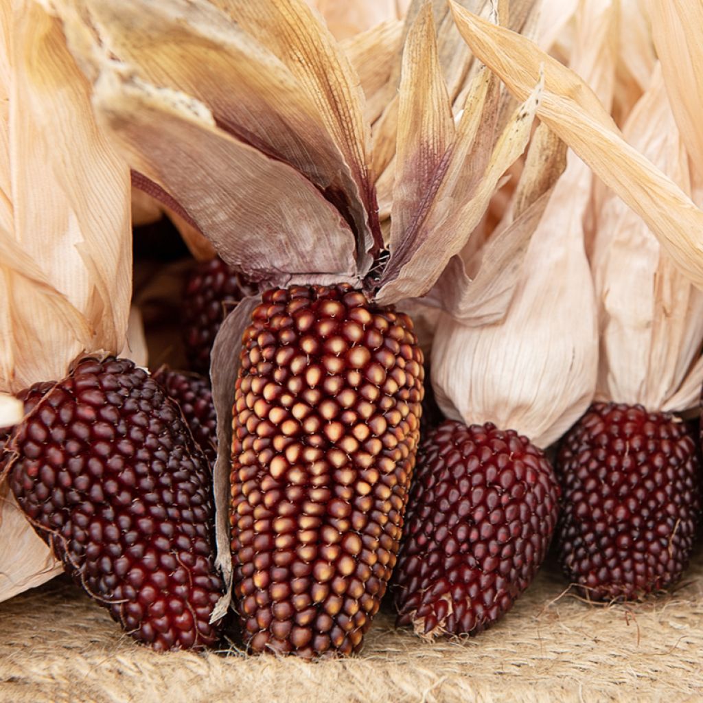 Milho Morango Pipocas / Milho Fraise Pop Corn - Ferme de Sainte Marthe Bio