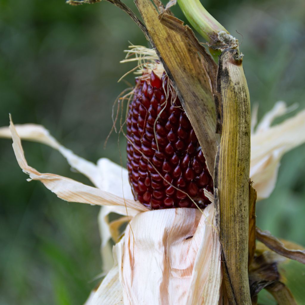 Milho para Pipocas Bio Tom Pouce - Ferme de Sainte Marthe