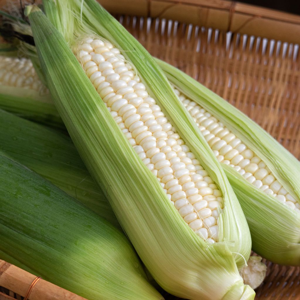 Milho doce Branco de Astarac - Ferme de Sainte Marthe Bio