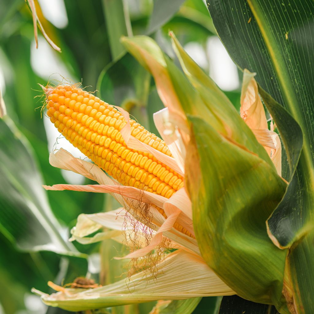 Milho forrageiro adubo verde - Zea mays