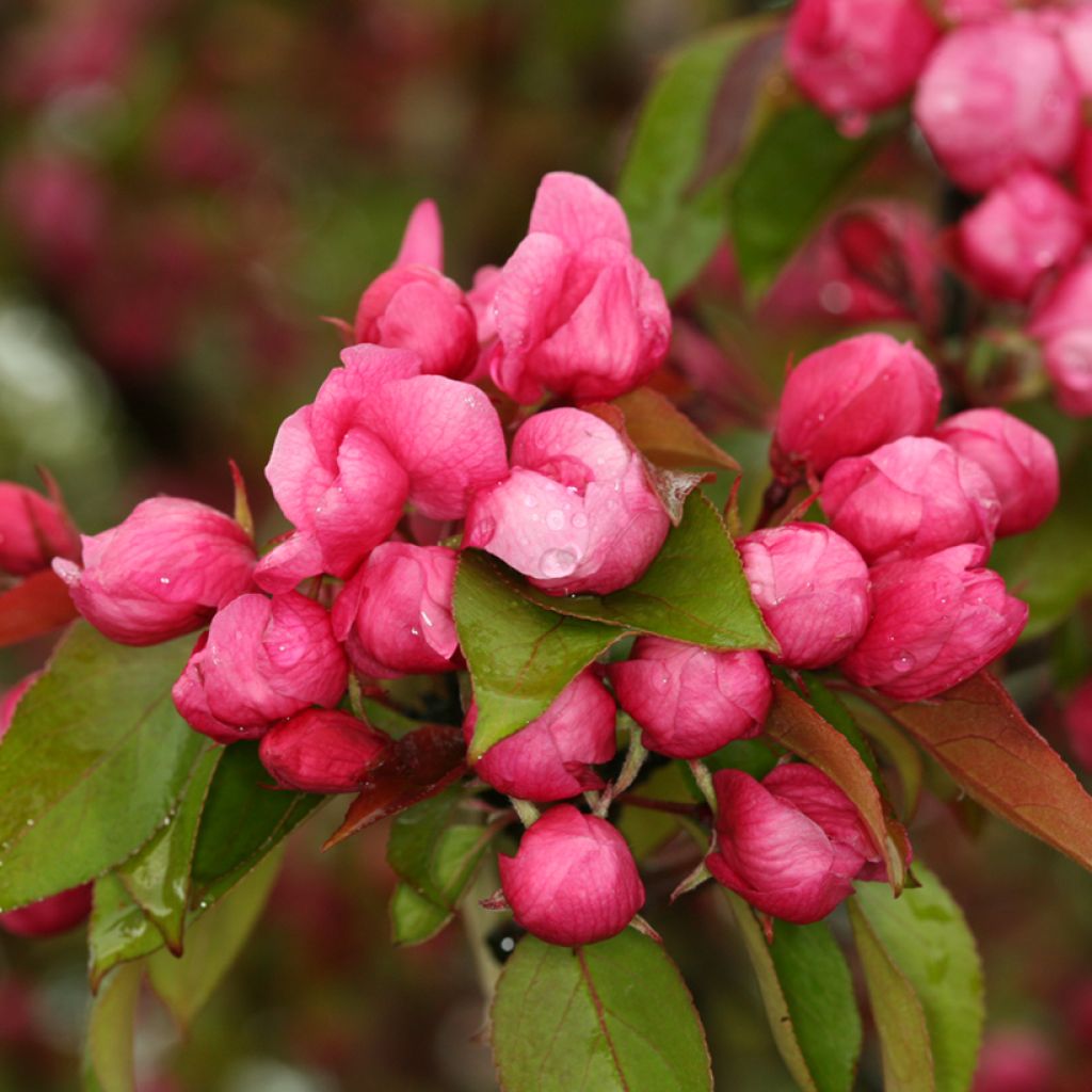 Malus Ola