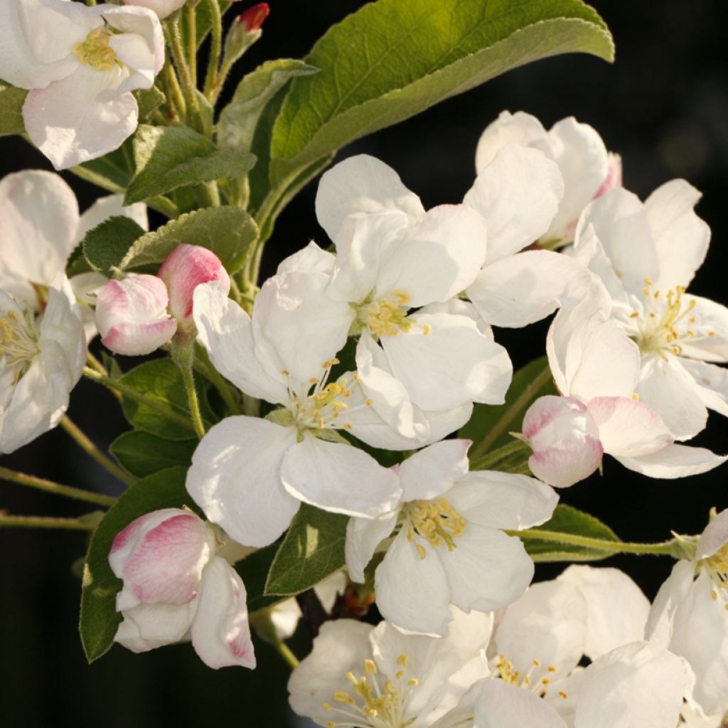 Malus Courtabri POM'ZAI