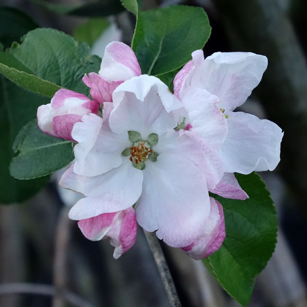 Macieira Golden Noble - Malus domestica