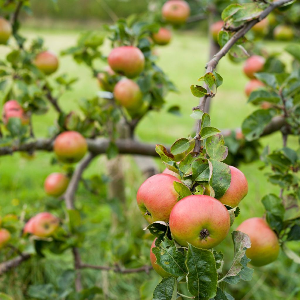 Macieira Bramleys Seedling - Malus domestica