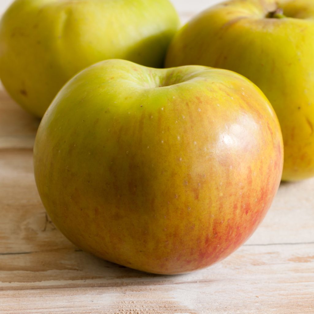 Macieira Bramleys Seedling - Malus domestica