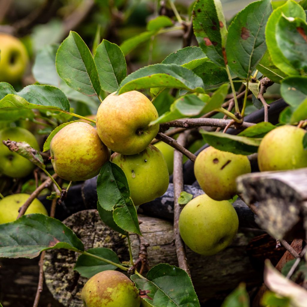 Macieira Kosztela - Malus domestica