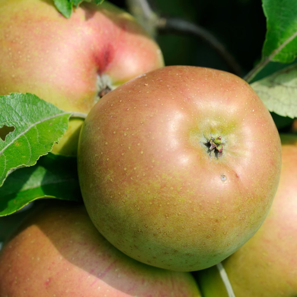 Macieira Pepina Parkera - Malus domestica