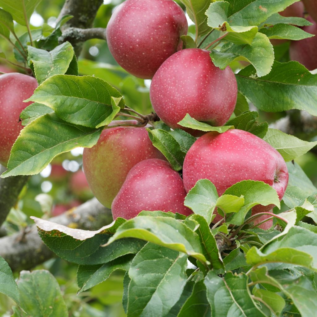 Macieira Rajka - Malus domestica