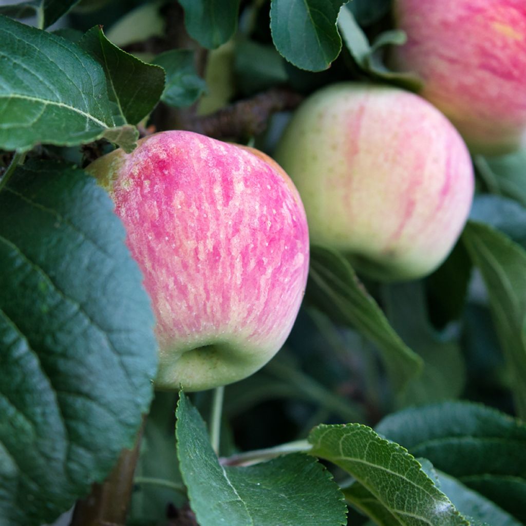 Macieira Suislepper - Malus domestica