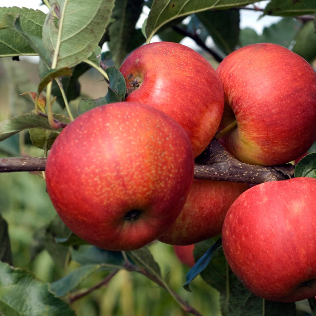 Macieira Titówka - Malus domestica