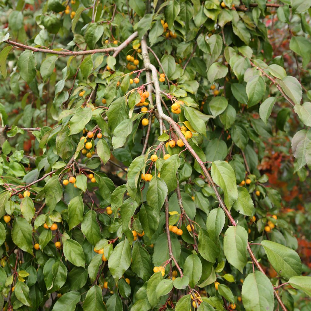 Malus sachalinensis Pendula - Macieira ornamental