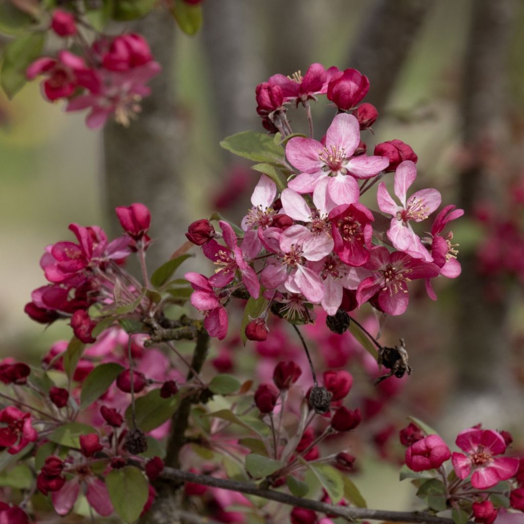 Malus Courtarou Coccinella