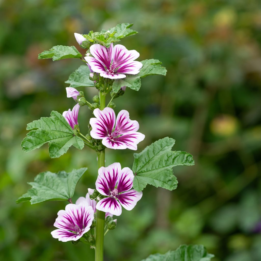 Malva silvestre Zebrina Blue