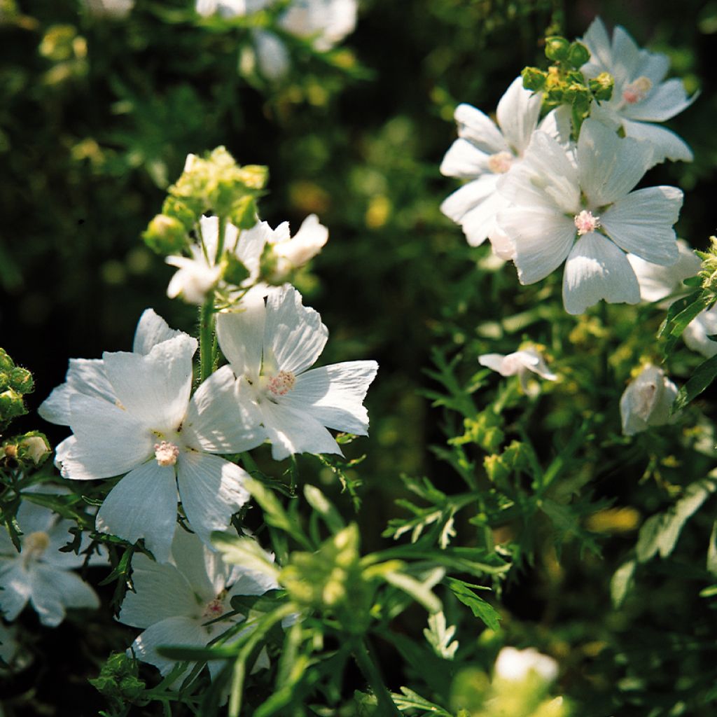 Malva-almiscarada Snow White em sementes - Malva moschata